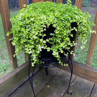Creeping Jenny plant in Prince George, Virginia