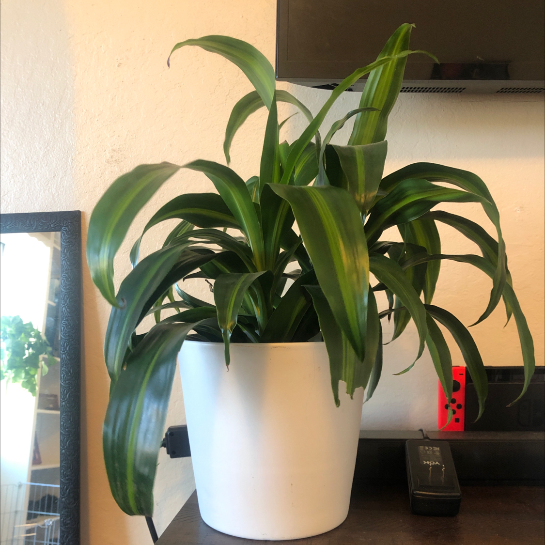 Dracaena 'Hawaiian Sunshine' plant in a white pot, healthy with vibrant green leaves.