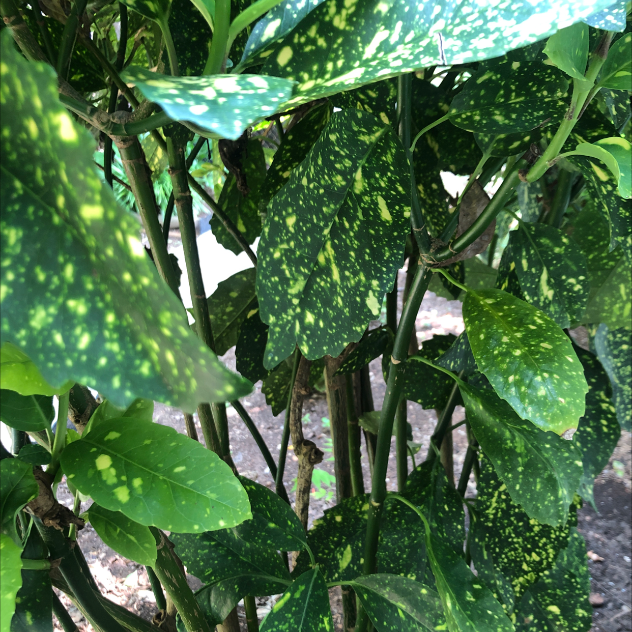 Healthy Japanese Laurel plant with lush green foliage growing outdoors, no signs of discoloration or disease.