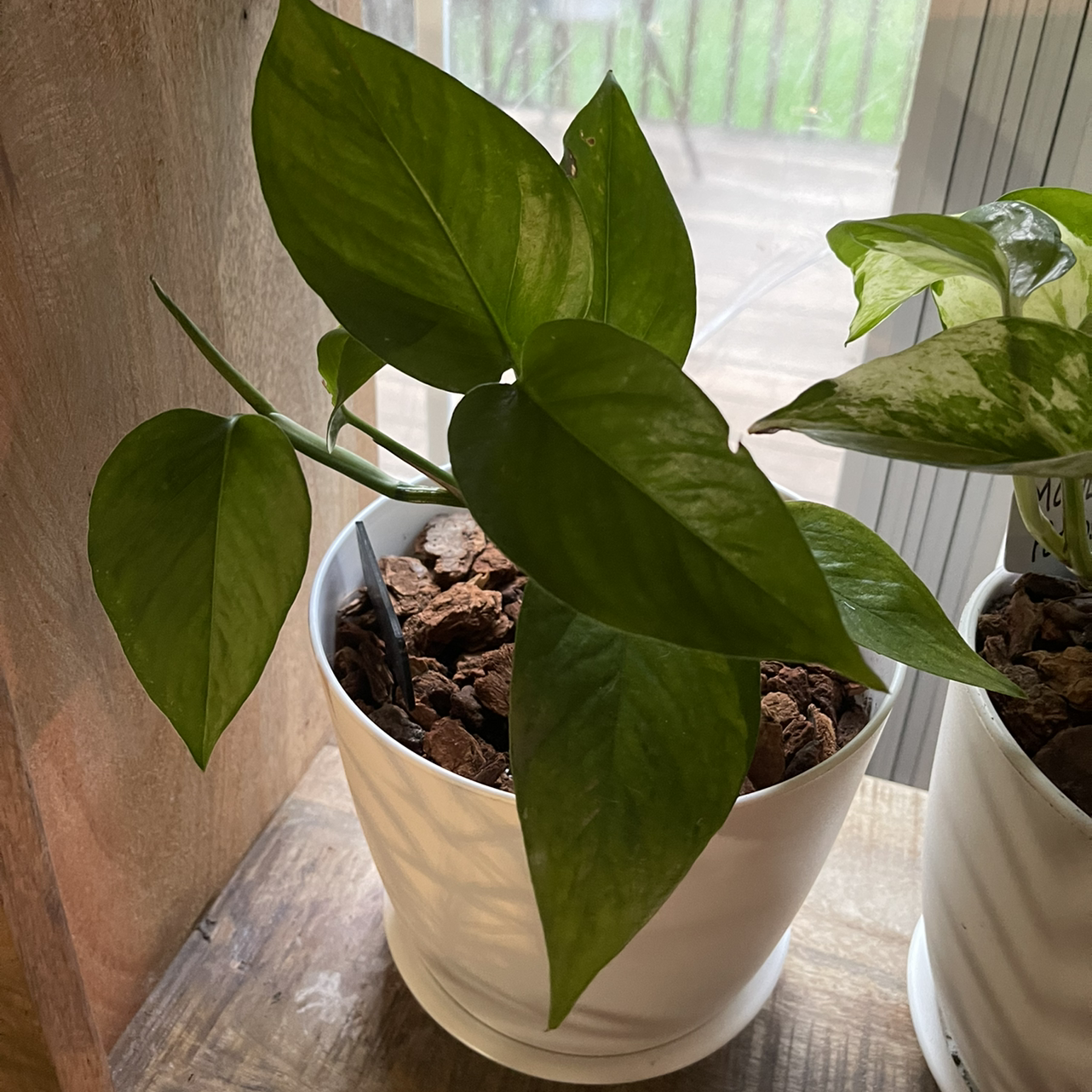 Photo of the plant species Jessenia Pothos by @JennIferViv named Jessenia Pothos on Greg, the plant care app