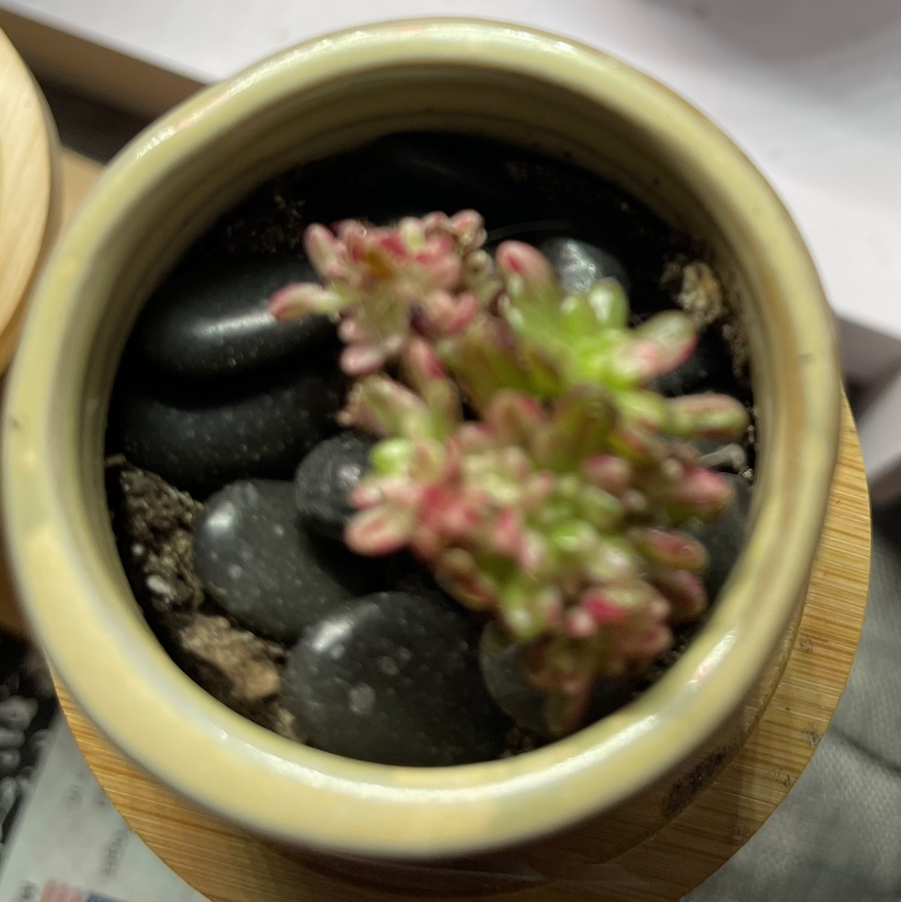 Photo of the plant species Aeonium loartei tavormin by @JennIferViv named Aeonium x loartei tavormin on Greg, the plant care app