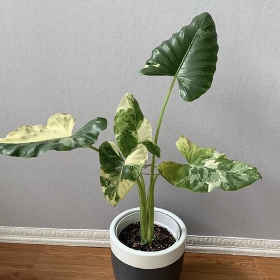Photo of the plant species Variegated Alocasia by @JennIferViv named Variegated Alocasia Macrorrizha on Greg, the plant care app