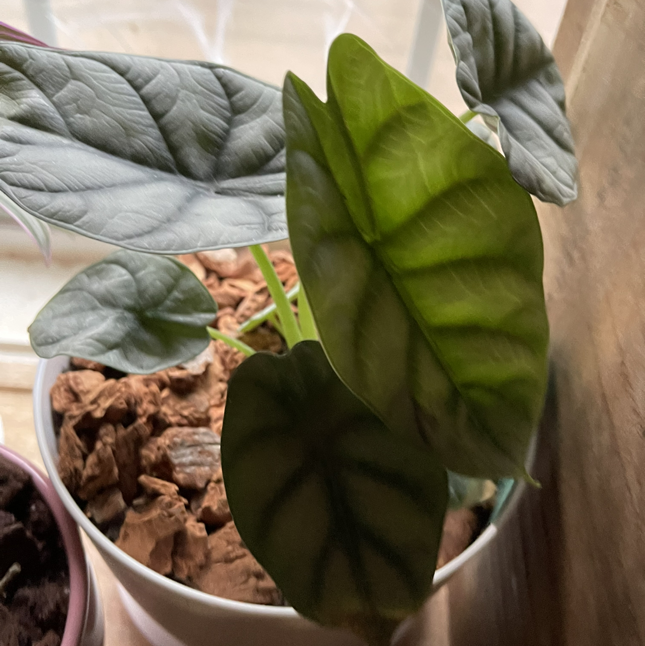 Potted Silver Dragon plant with distinctively veined leaves, appearing healthy.
