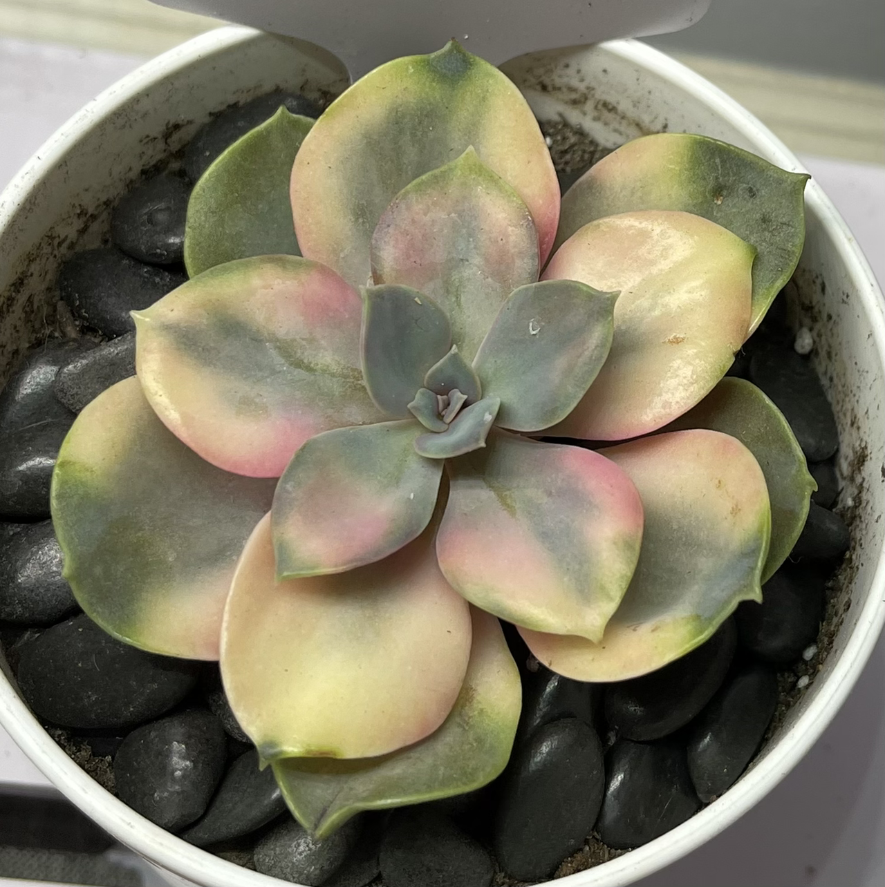 Echeveria 'Lola' succulent in a white pot with black stones, showing some leaf discoloration.