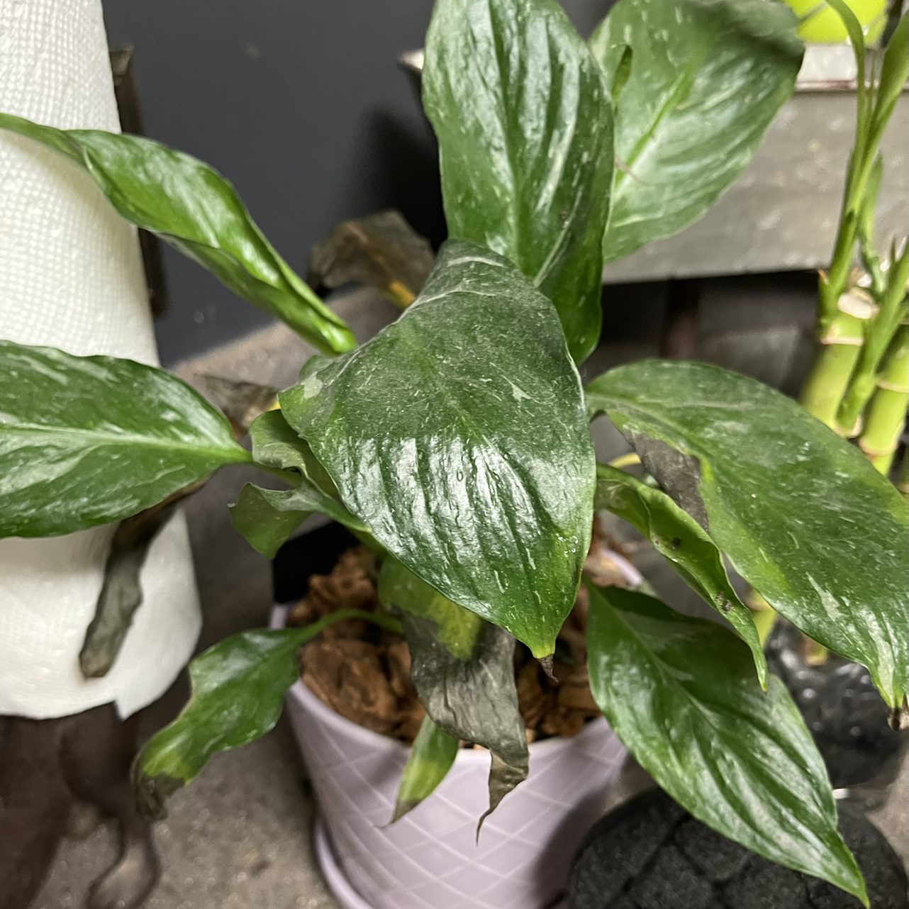 Domino Peace Lily with healthy green leaves and minor browning, well-framed and centered.