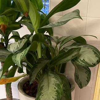 Chinese Evergreen plant in McDonough, Georgia