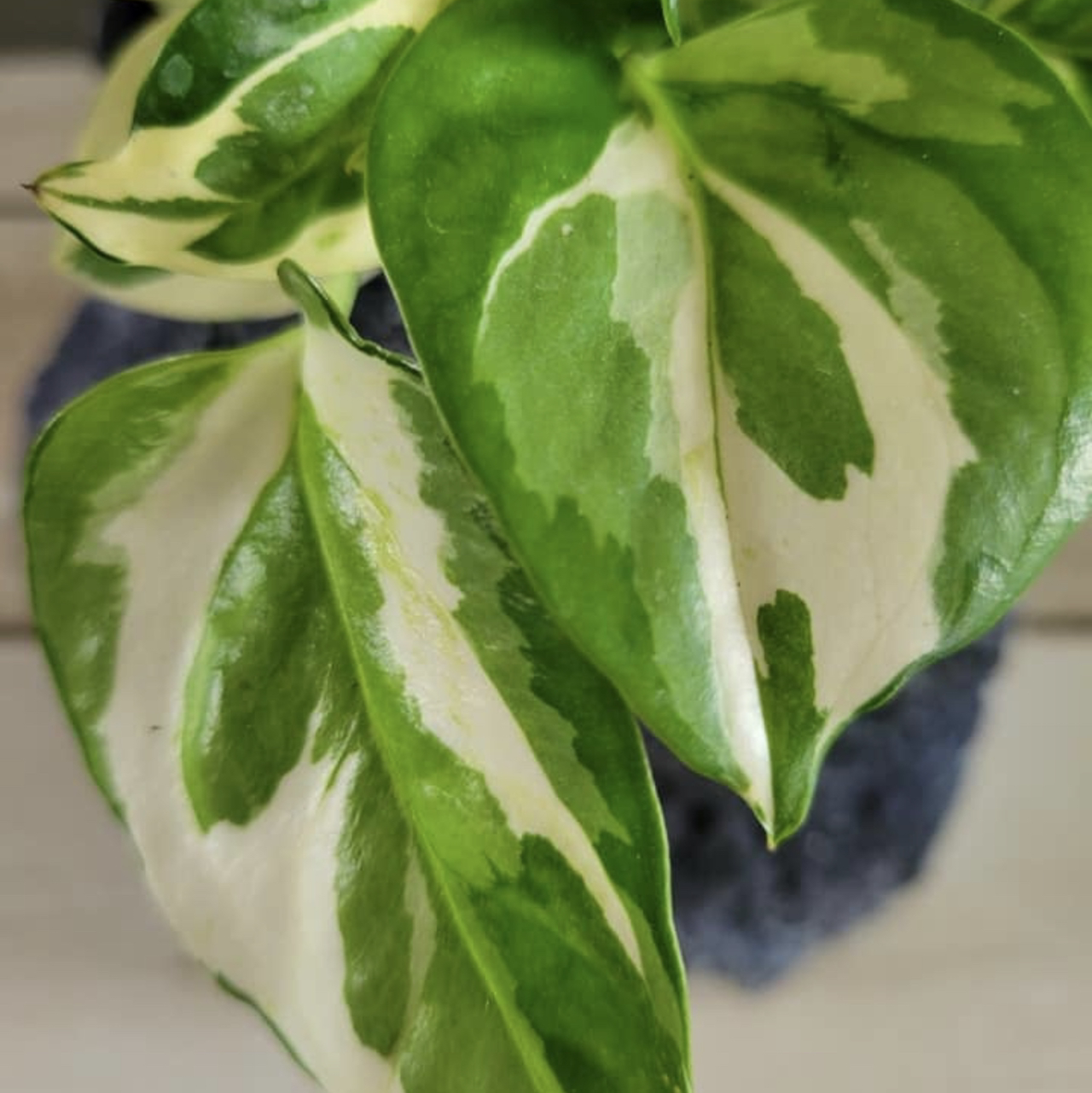 Close-up of a Glacier Pothos plant with variegated green and white leaves.