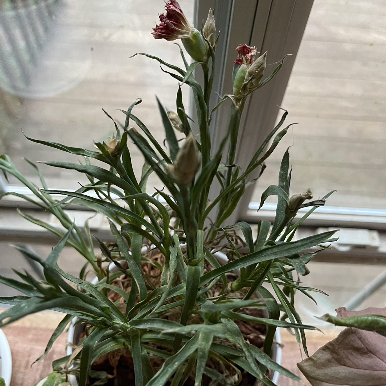 Border Carnation plant with narrow leaves and flower buds, some browning visible.