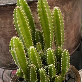 Fairy Castle Cactus plant in McDonough, Georgia
