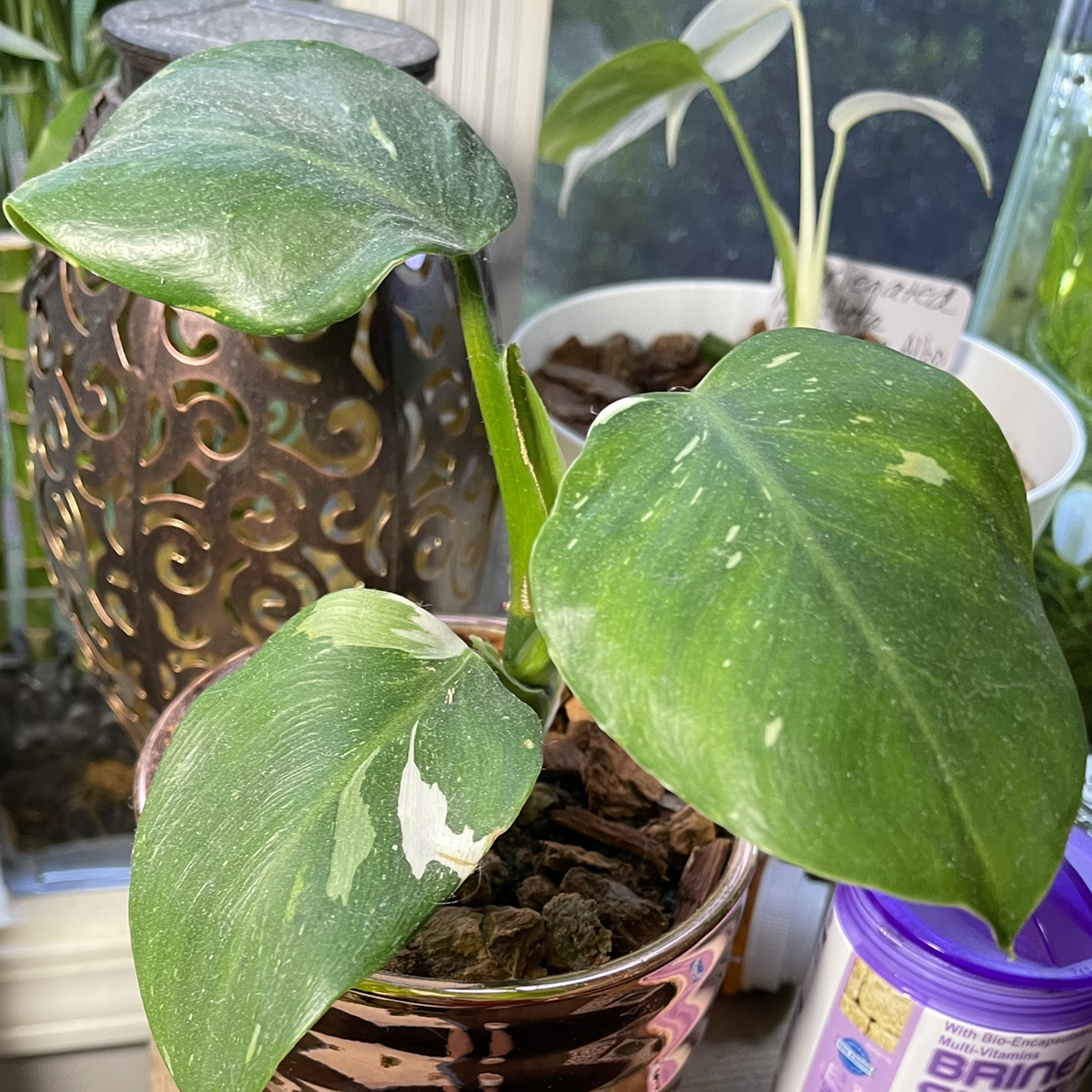 Philodendron 'White Wizard' plant with variegated leaves in a pot with visible soil.