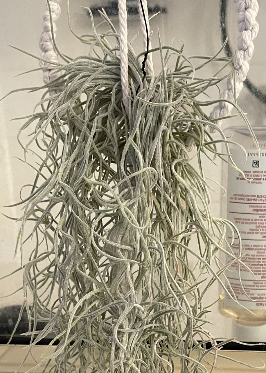 Hanging Spanish Moss plant with no visible signs of discoloration or disease.