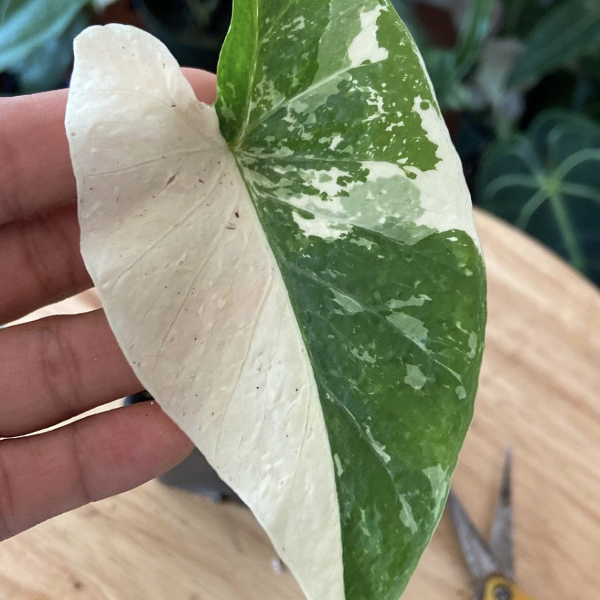 Photo of the plant species Night-Scented Lily by @JennIferViv named Alocasia Odora Variegated on Greg, the plant care app
