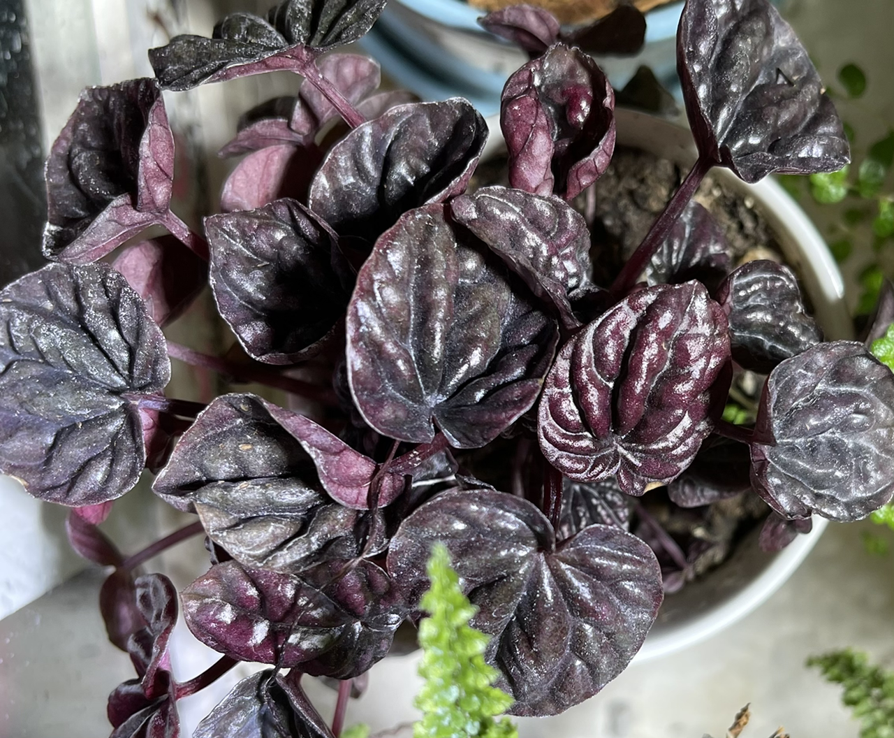 Schumi Red Peperomia plant with dark, textured leaves in a pot with visible soil.