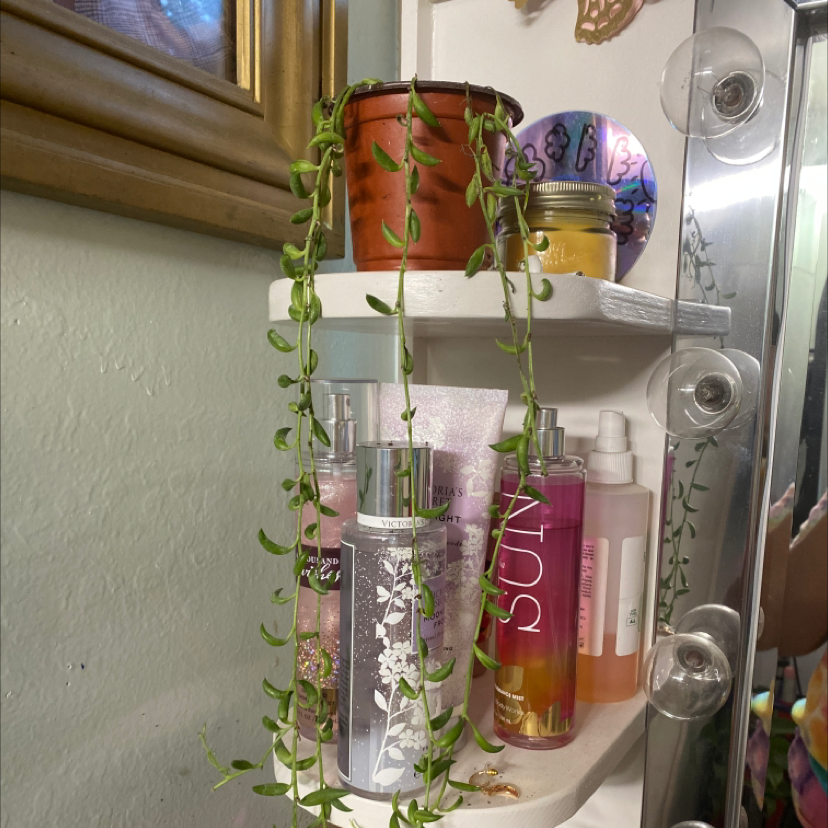 String of Bananas plant photo by @Fairyplant named Dingle￼ on Greg, the plant care app.