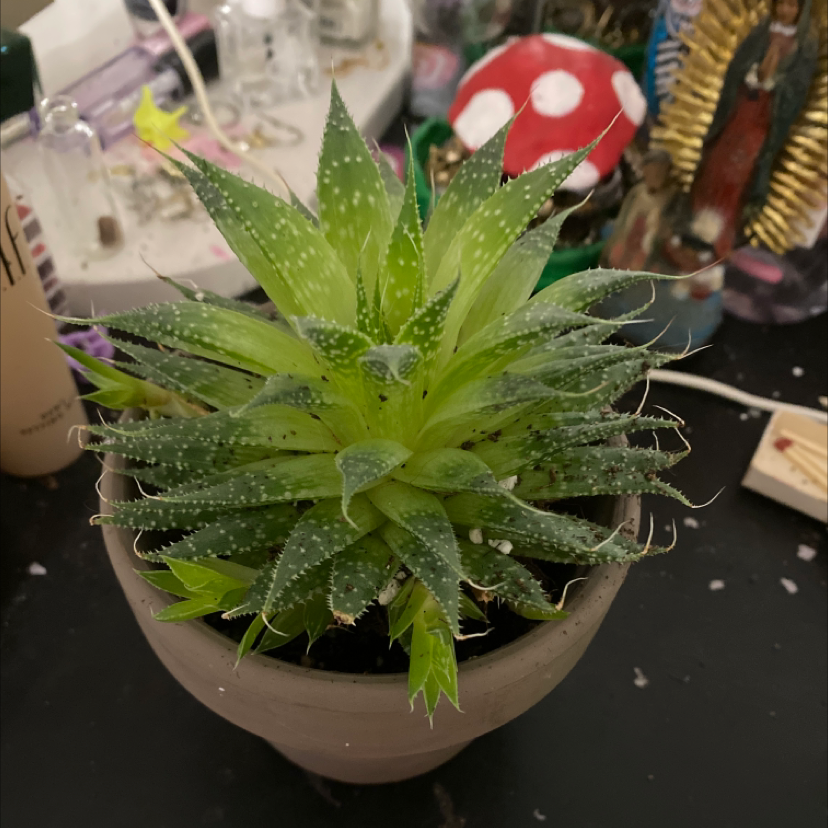 Aloe Aristata plant photo by @Fairyplant named Spiky￼ on Greg, the plant care app.