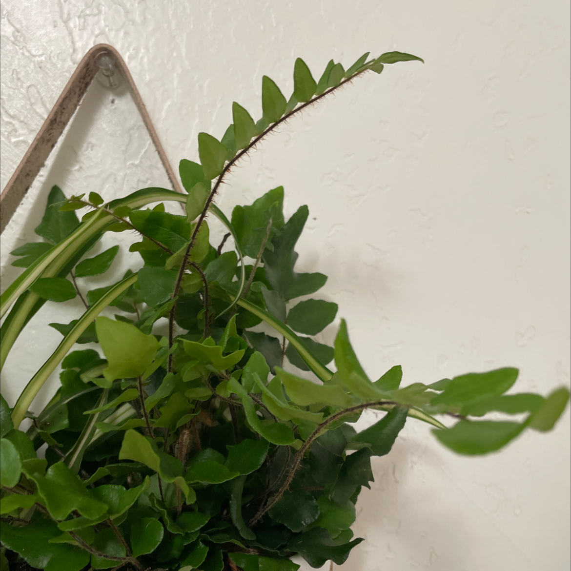 Photo of the plant species Cyrtomium falcatum by Julie named Randall on Greg, the plant care app