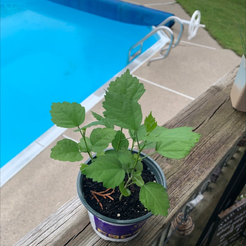 My Korean Hibiscuss Light Requirements