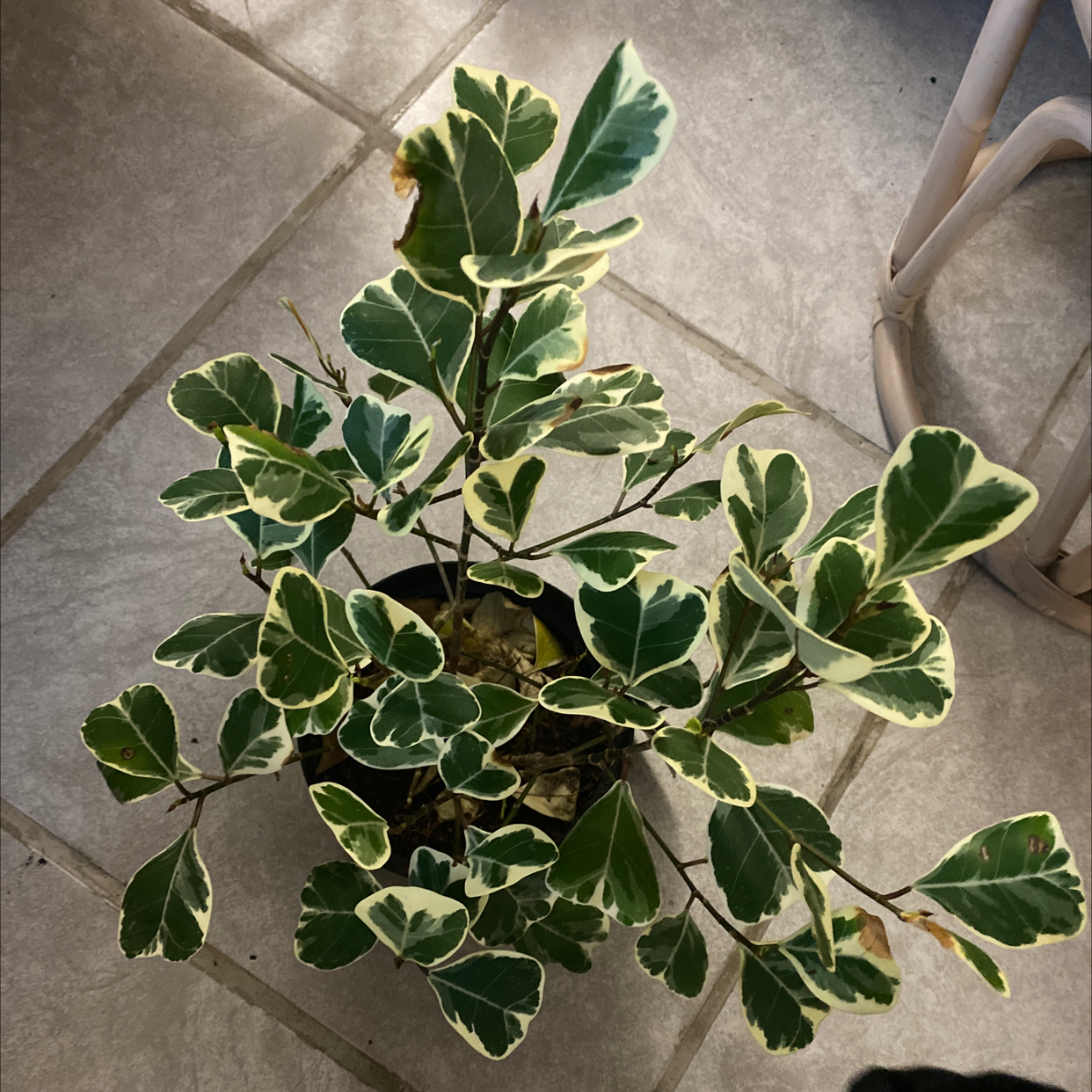 Fortune's Spindle plant with variegated green and white leaves, slight browning at edges.