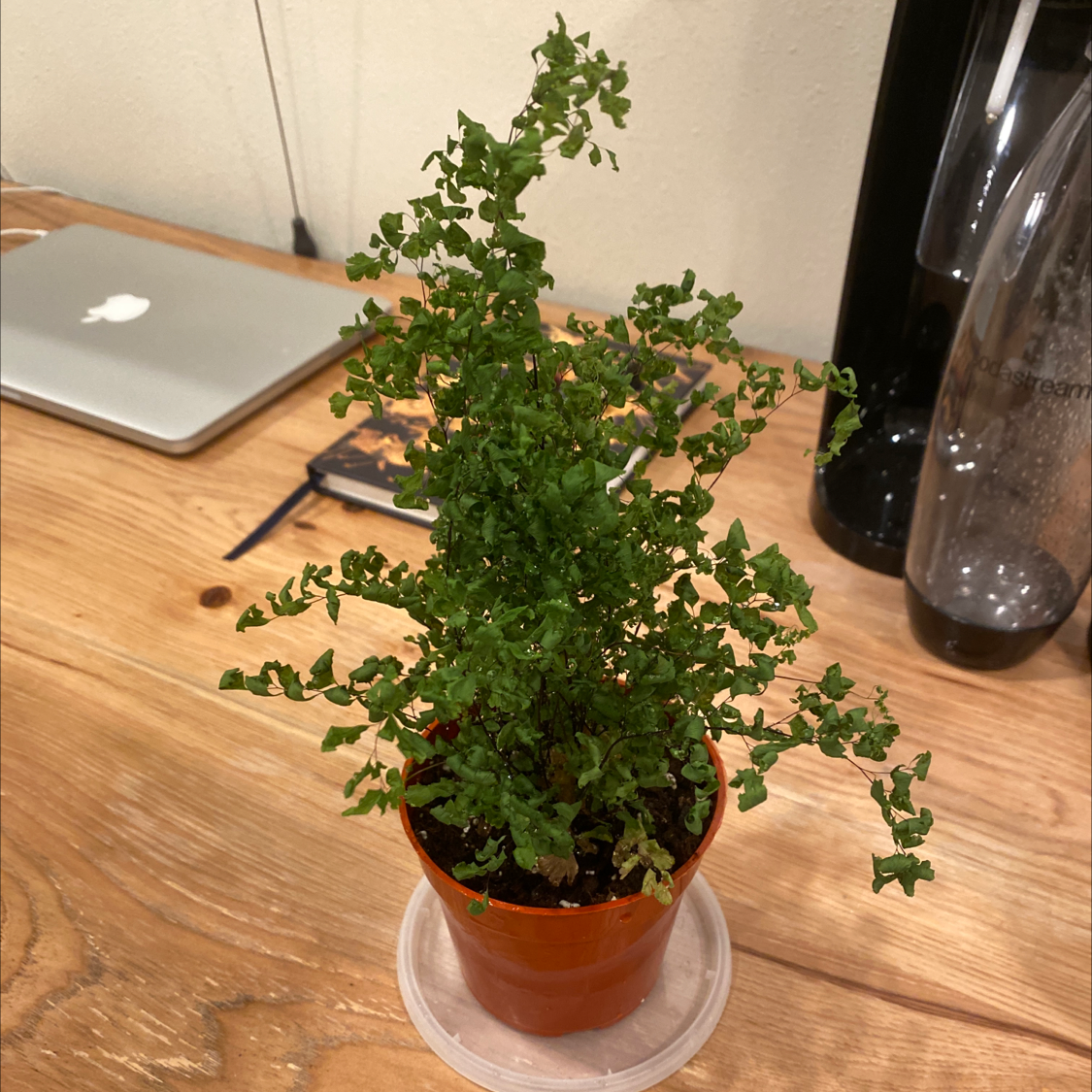 Maidenhair Fern in a small pot on a wooden surface, appears healthy.