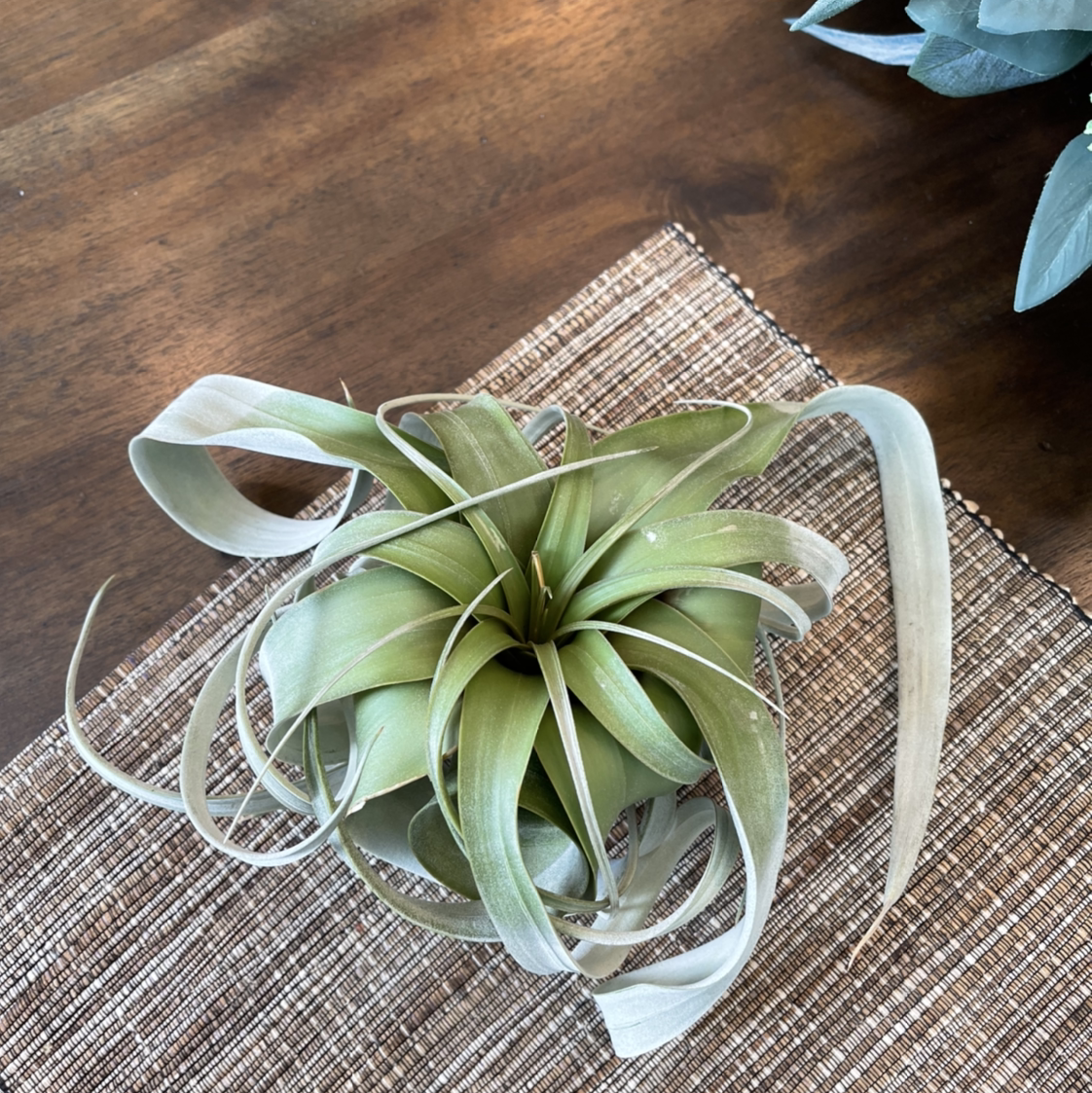 Shirley Temple Air Plant with green leaves and some browning tips on a woven mat.