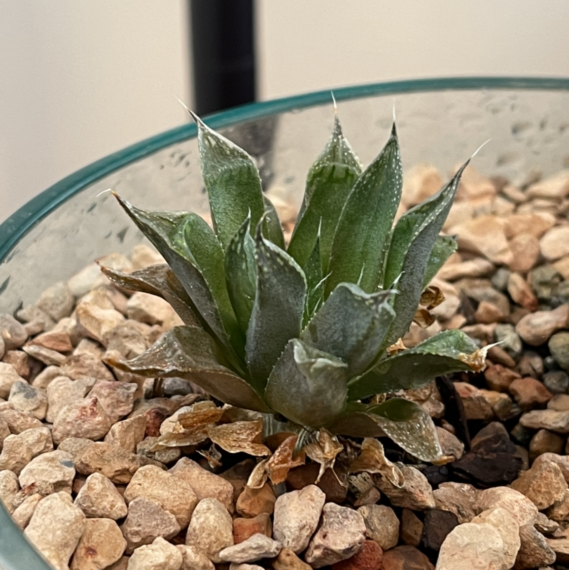 Cathedral Window Haworthia plant in a glass container with rocky soil, showing some browning at leaf tips.