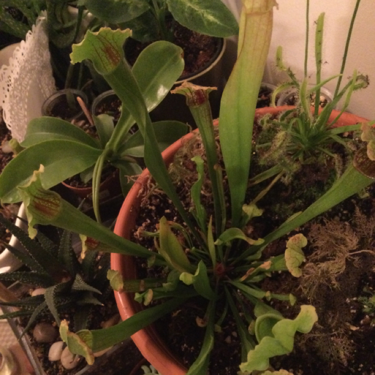 Yellow Pitcher Plant plant photo by Jessica c named Sara on Greg, the plant care app.