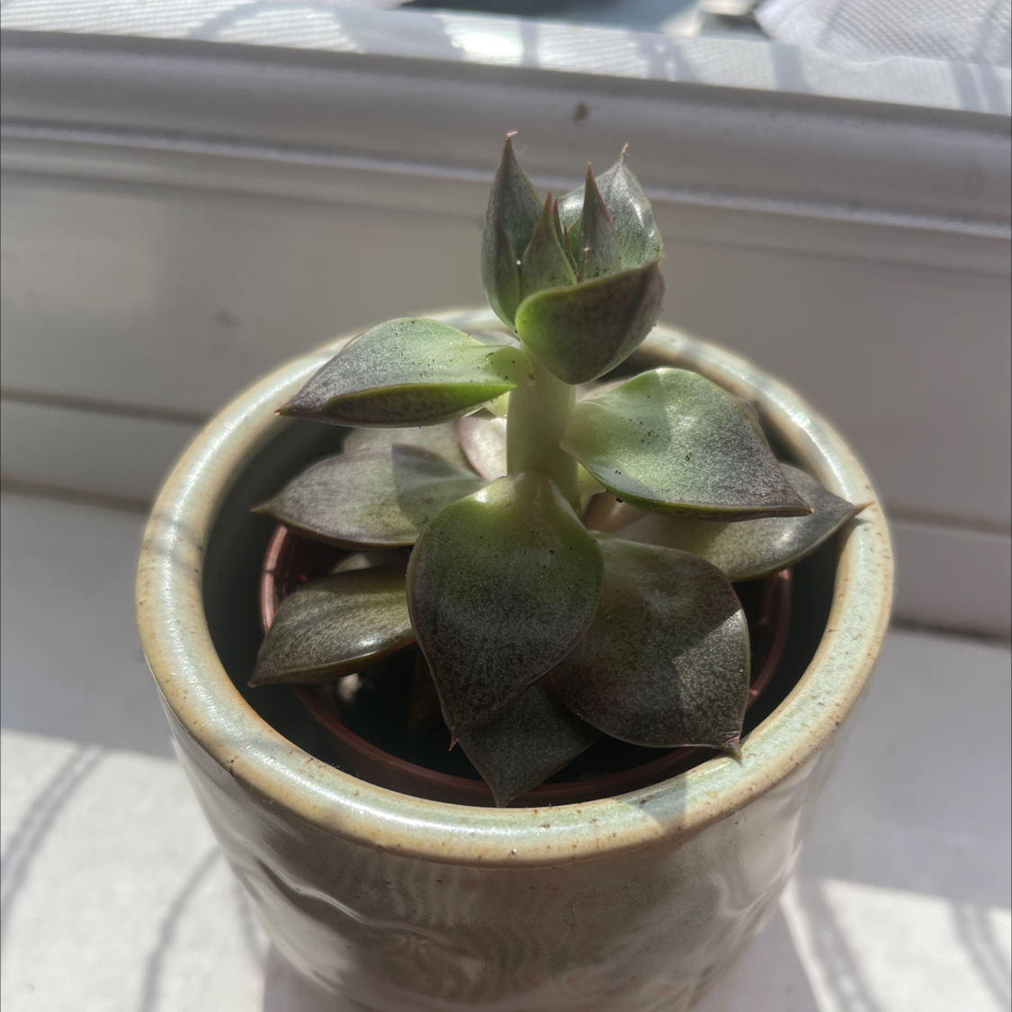 Echeveria purpusiorum succulent plant in a pot, well-lit and healthy.