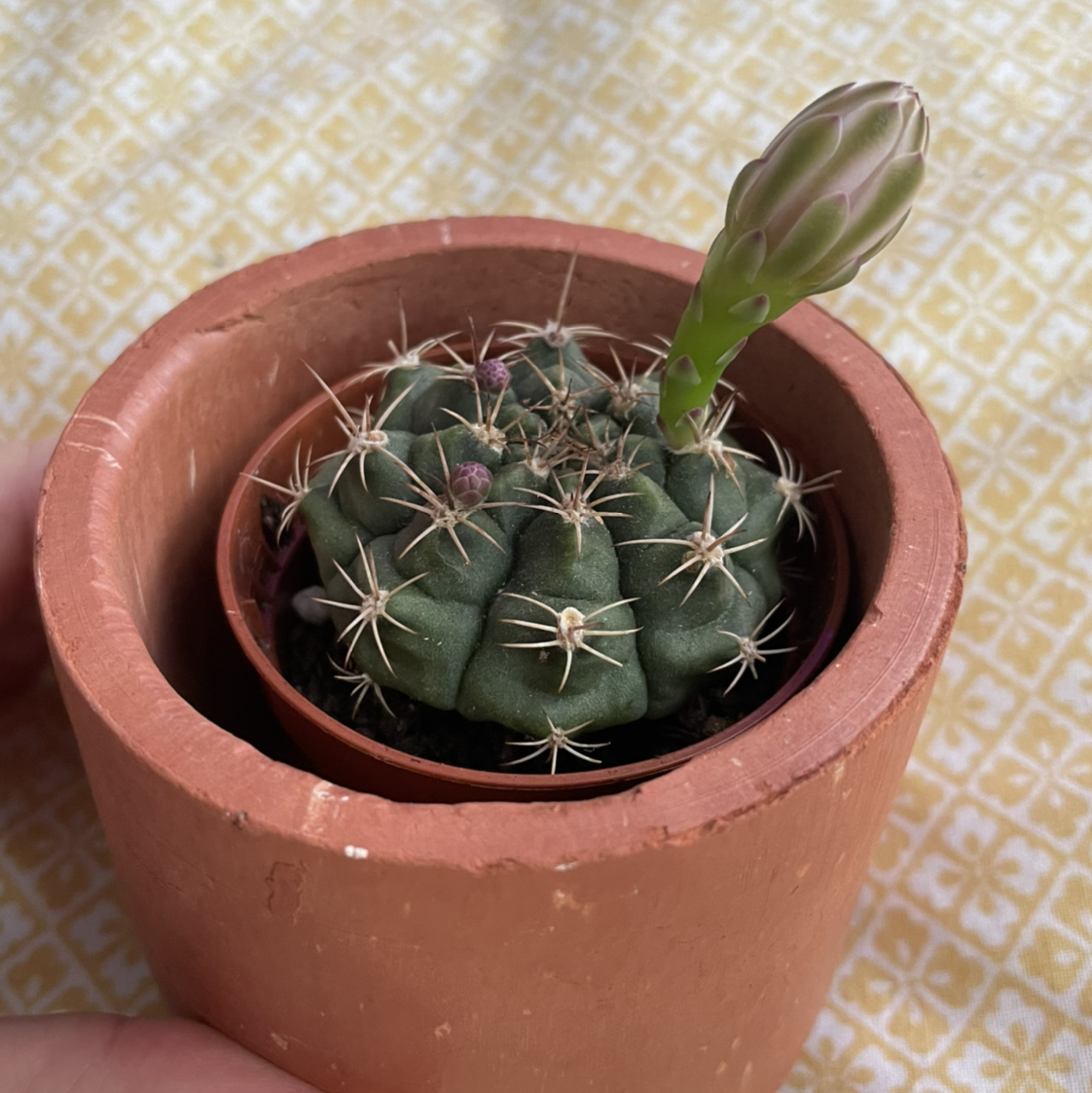 Gymnocalycium stenopleurum cactus in a terracotta pot with a flower bud.