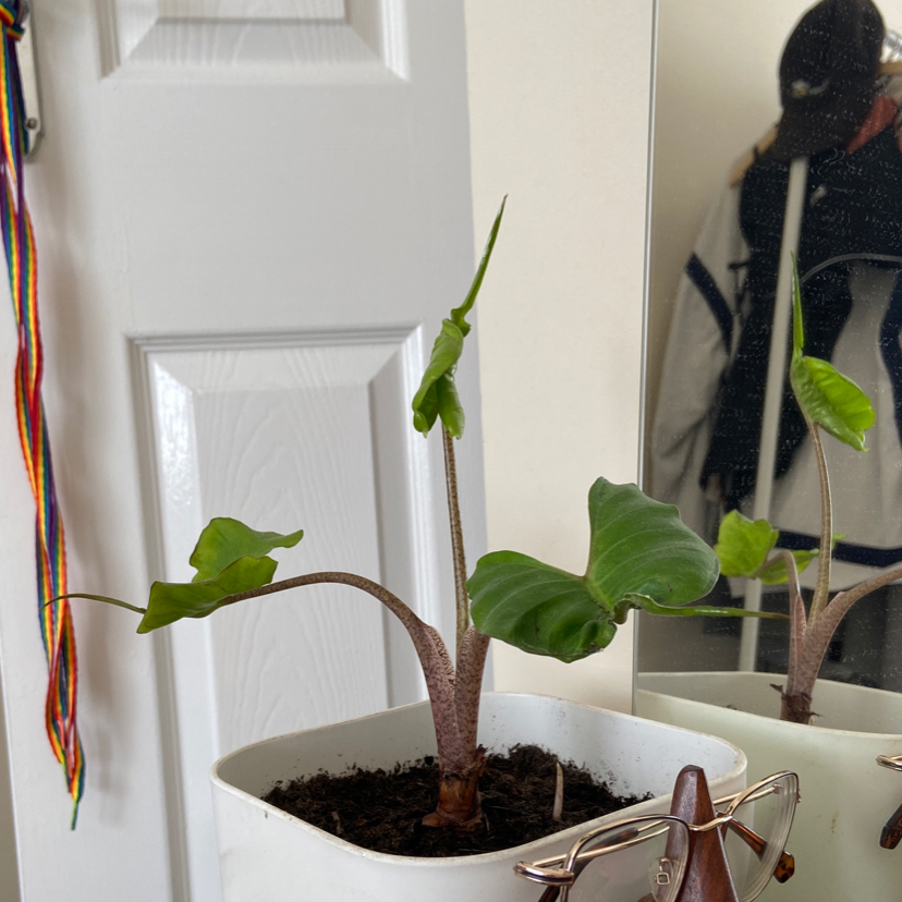 Stingray Elephant Ear plant in a white pot, indoors, with green healthy leaves.