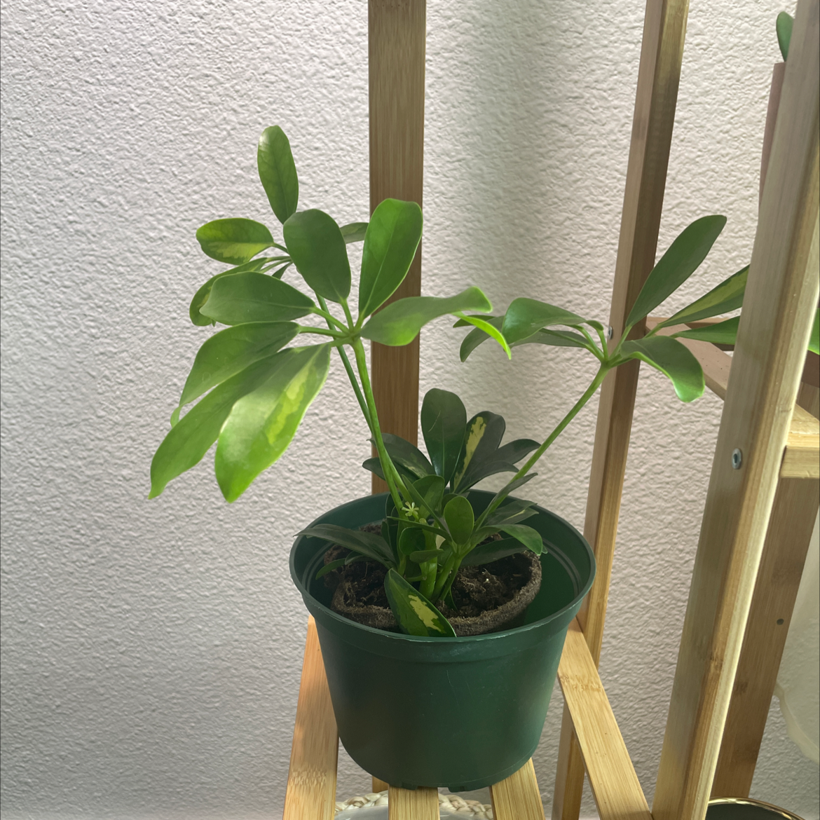 Dwarf Umbrella Tree plant photo by @Dragonfirechild named Arwen on Greg, the plant care app.