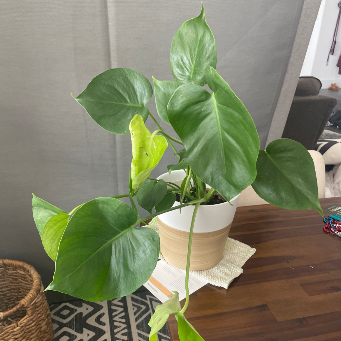 Philodendron Scandens plant photo by @Dragonfirechild named Draco on Greg, the plant care app.