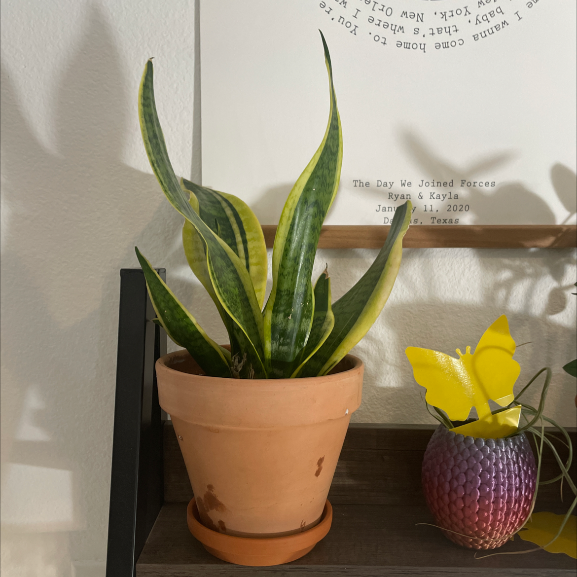 Snake Plant plant photo by @Dragonfirechild named Smithy on Greg, the plant care app.