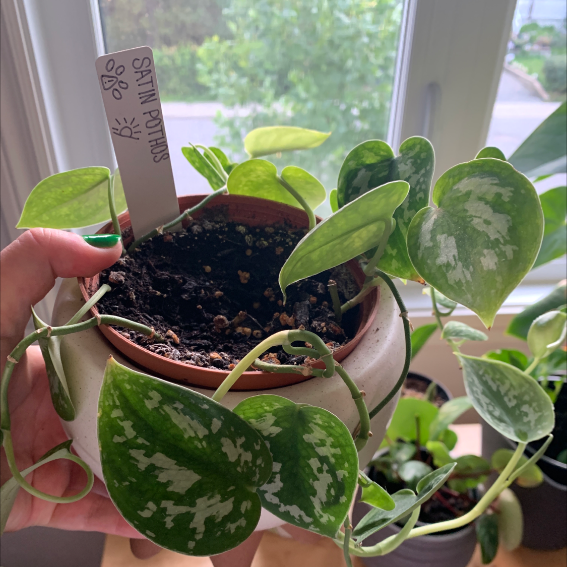 Satin Pothos plant photo by Becca named Satin Pothos on Greg, the plant care app.