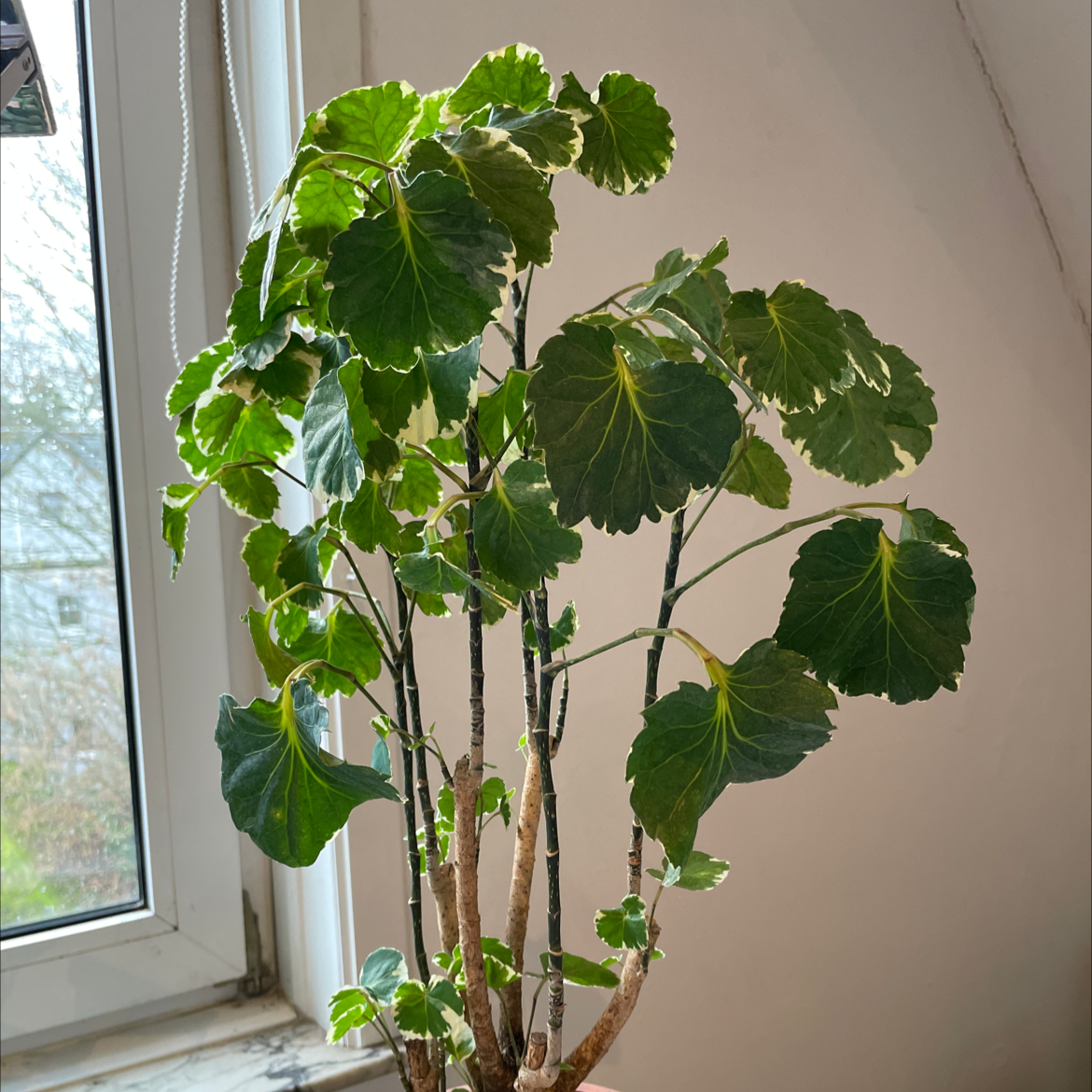 Fabian Aralia plant near a window with healthy green leaves and minor yellowing.