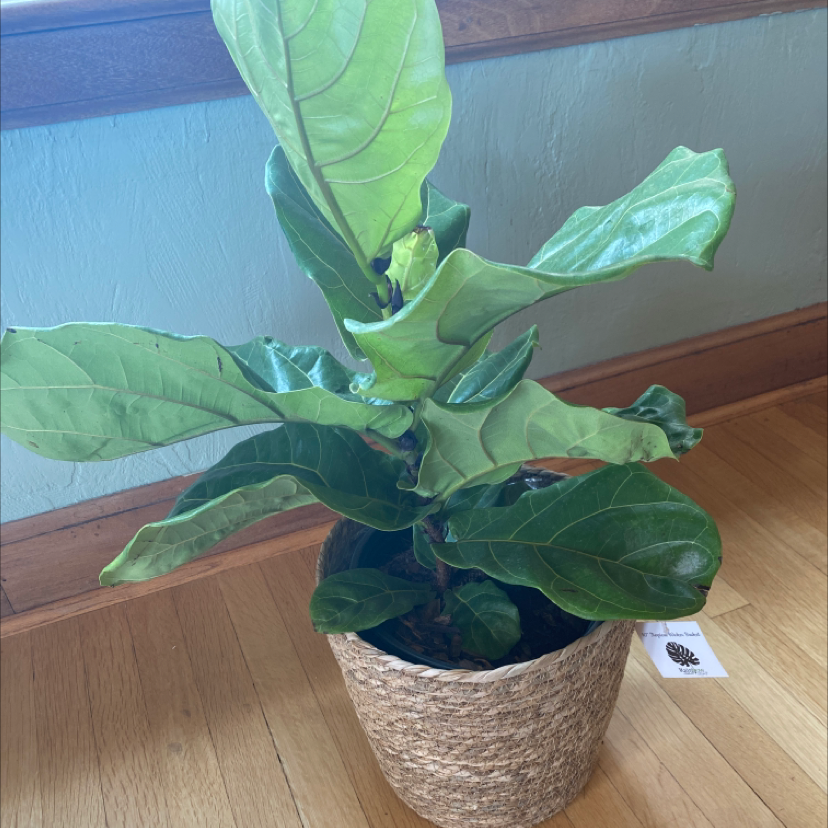 Fiddle Leaf Fig plant photo by Peyton named Georgia on Greg, the plant care app.