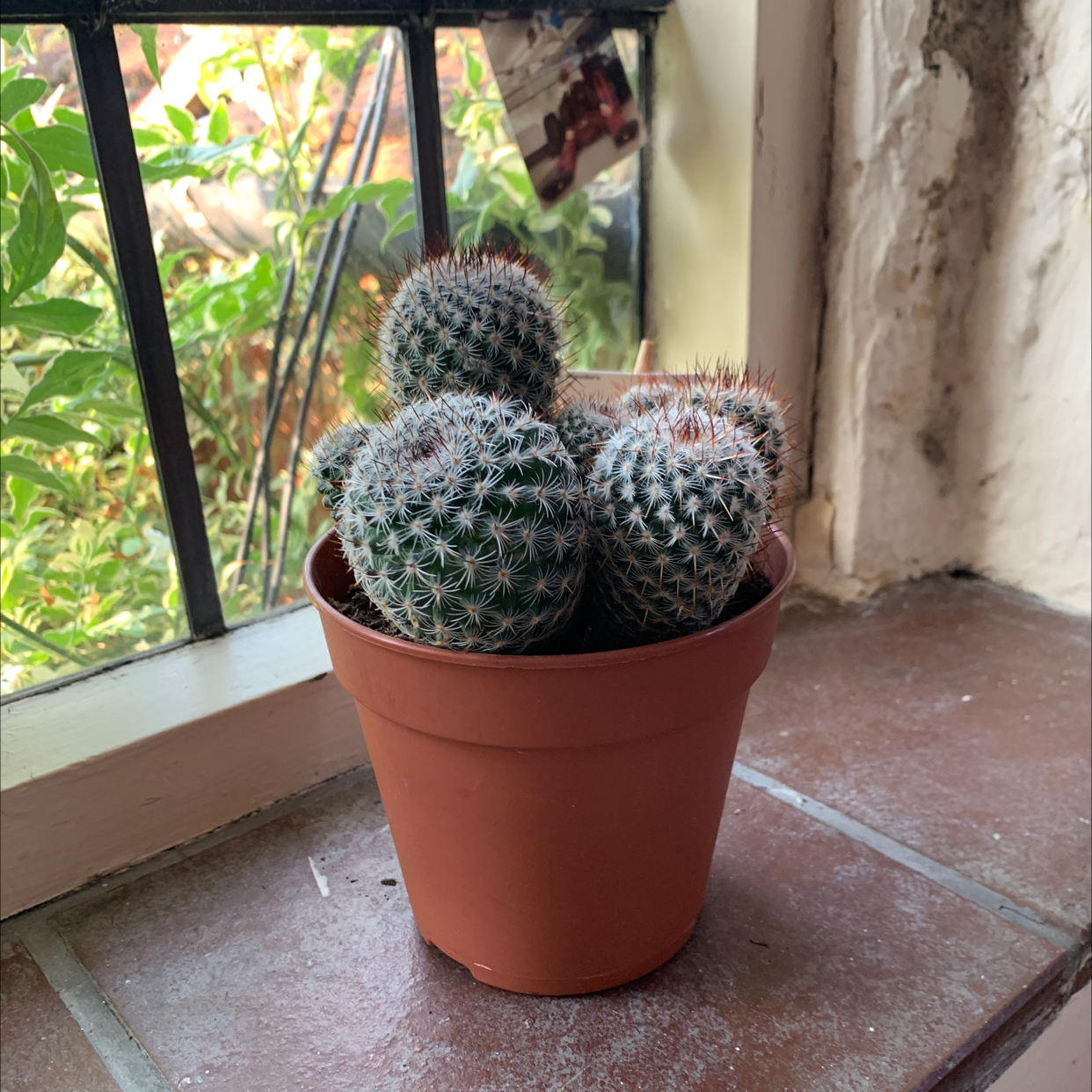 Comb Hedgehog Cactus in a terracotta pot on a windowsill with greenery outside.