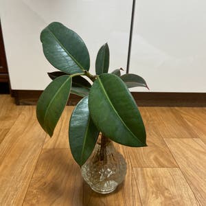 Rubber Plant plant photo by Haru named 꼬무 on Greg, the plant care app.