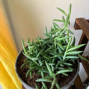 String of Bananas plant photo by @HazyPortarica named Cher on Greg, the plant care app.