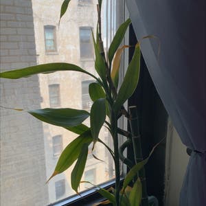 Lucky Bamboo plant photo by @HazyPortarica named Kyla on Greg, the plant care app.