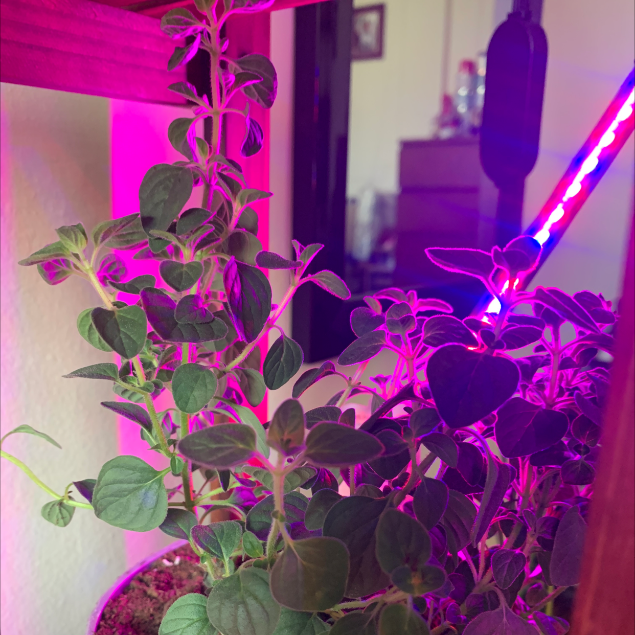 Greek Oregano plant photo by @HazyPortarica named Orion on Greg, the plant care app.