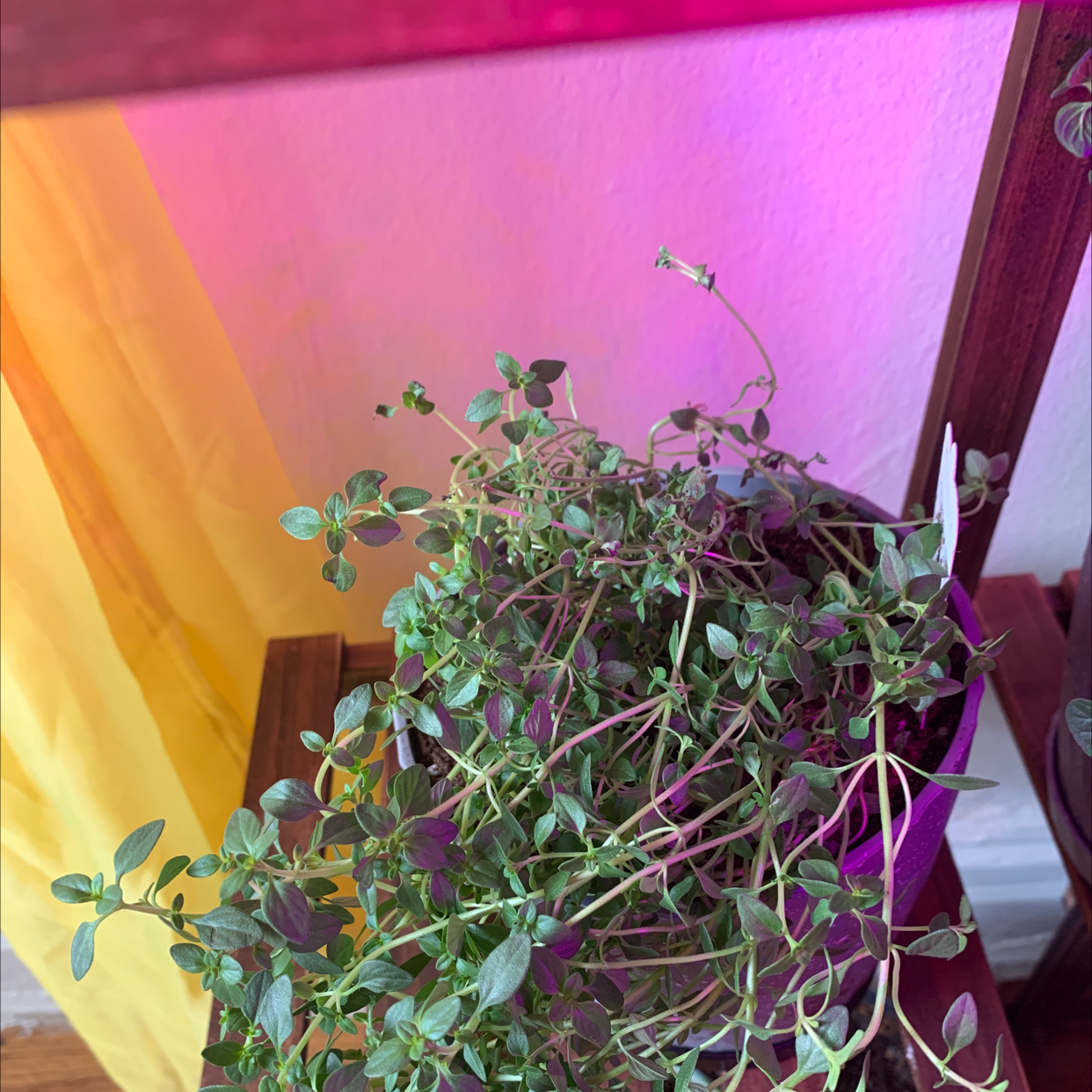 Lemon Thyme plant photo by @HazyPortarica named Khaleesi on Greg, the plant care app.