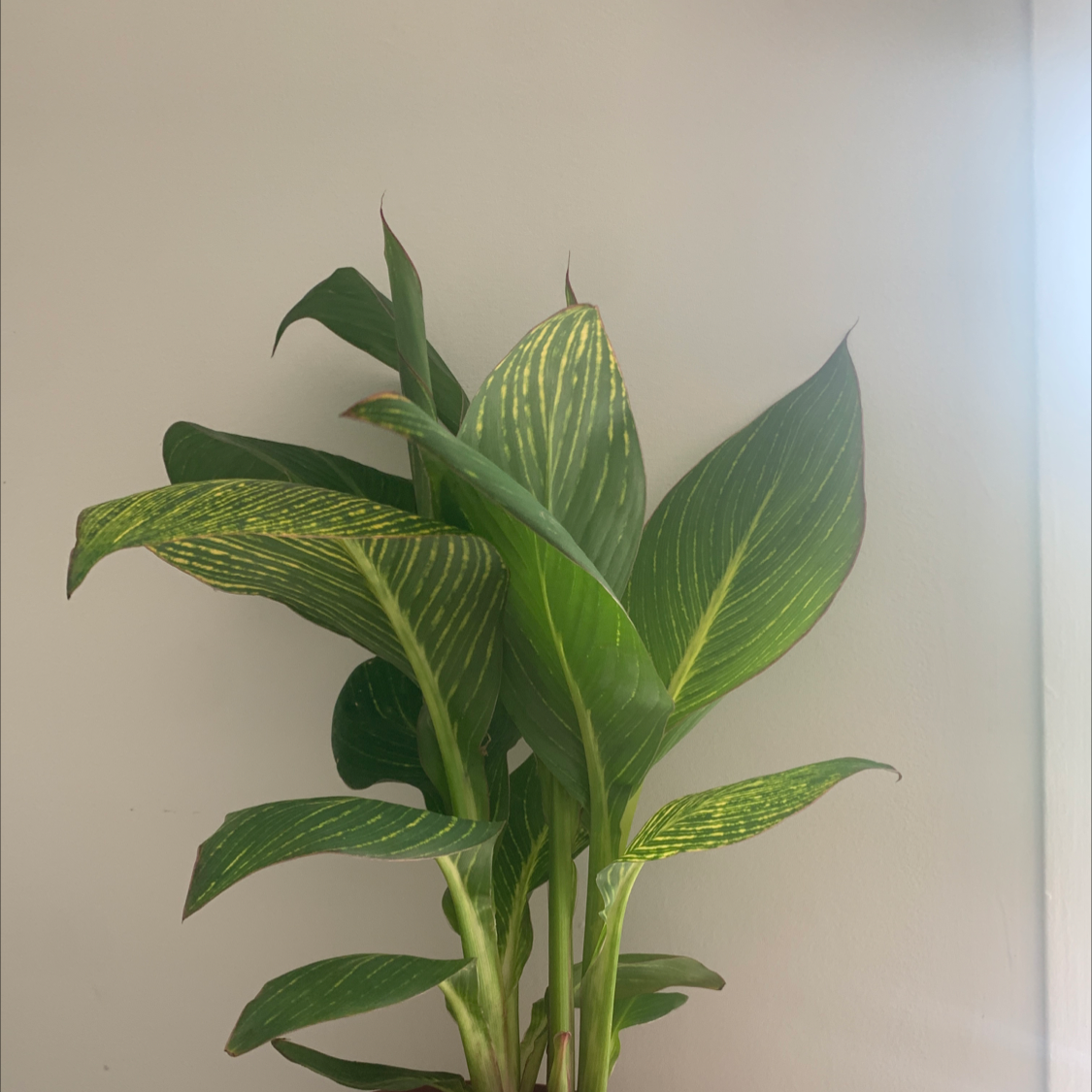 Photo of the plant species Canna Lily by @garioudj named Nina on Greg, the plant care app