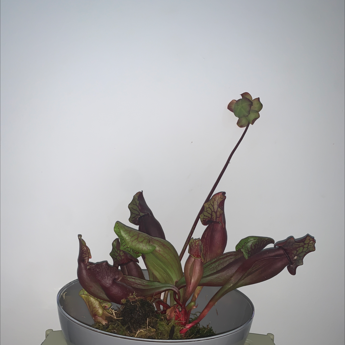 Purple Pitcher Plant in a pot with visible yellowing and browning pitchers, and a flower stalk.