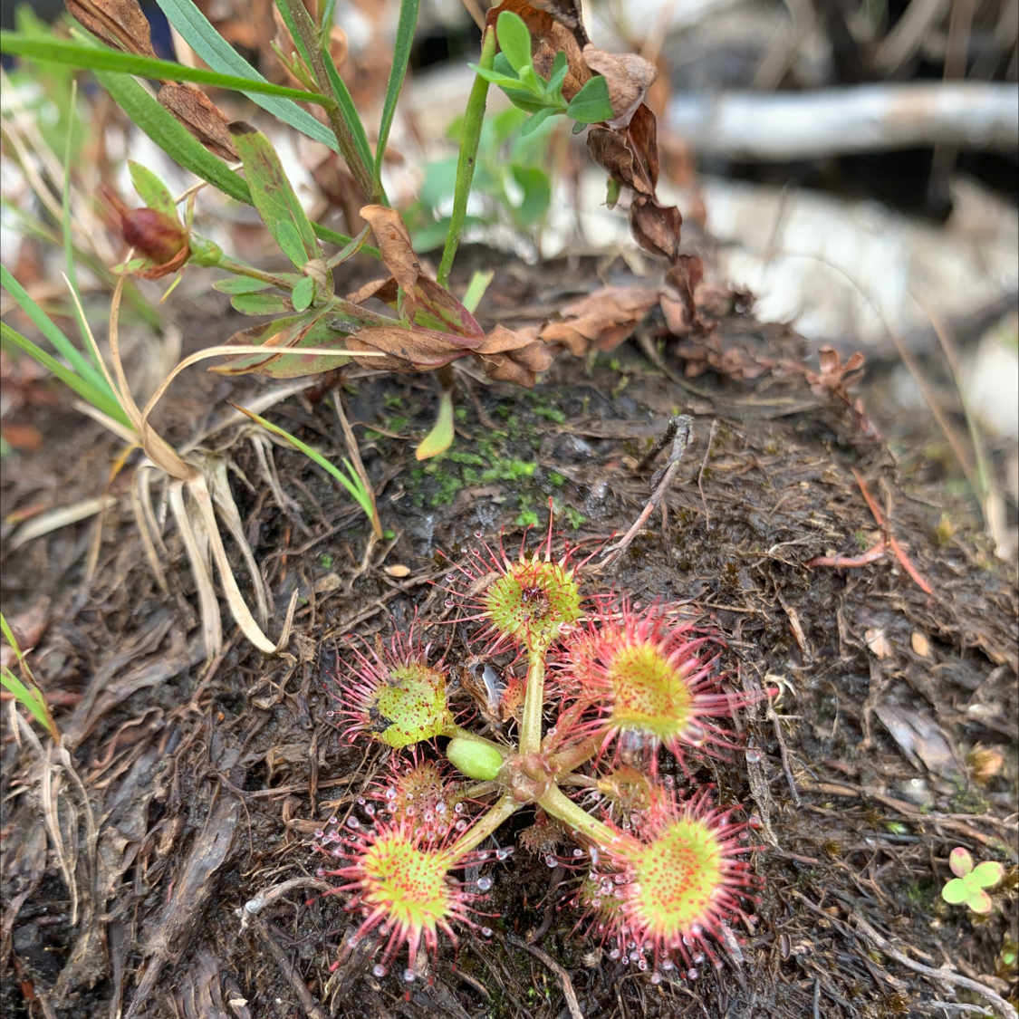 Round-Leaved Sundew plant in natural habitat with visible dew drops on leaves.