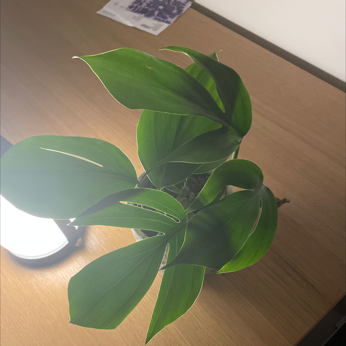 Dragon Tail Plant with healthy green leaves on a wooden surface.