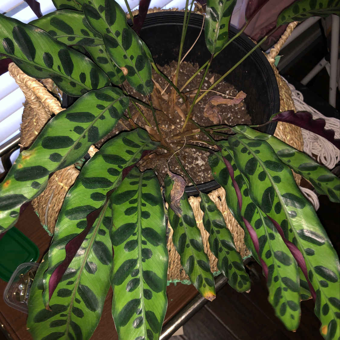 Rattlesnake Plant (Calathea lancifolia) in a pot with visible leaf discoloration.