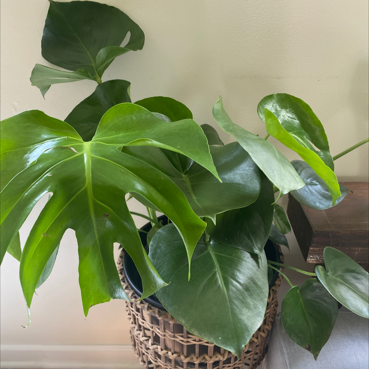 Monstera plant photo by Bettina named Georgia￼ on Greg, the plant care app.