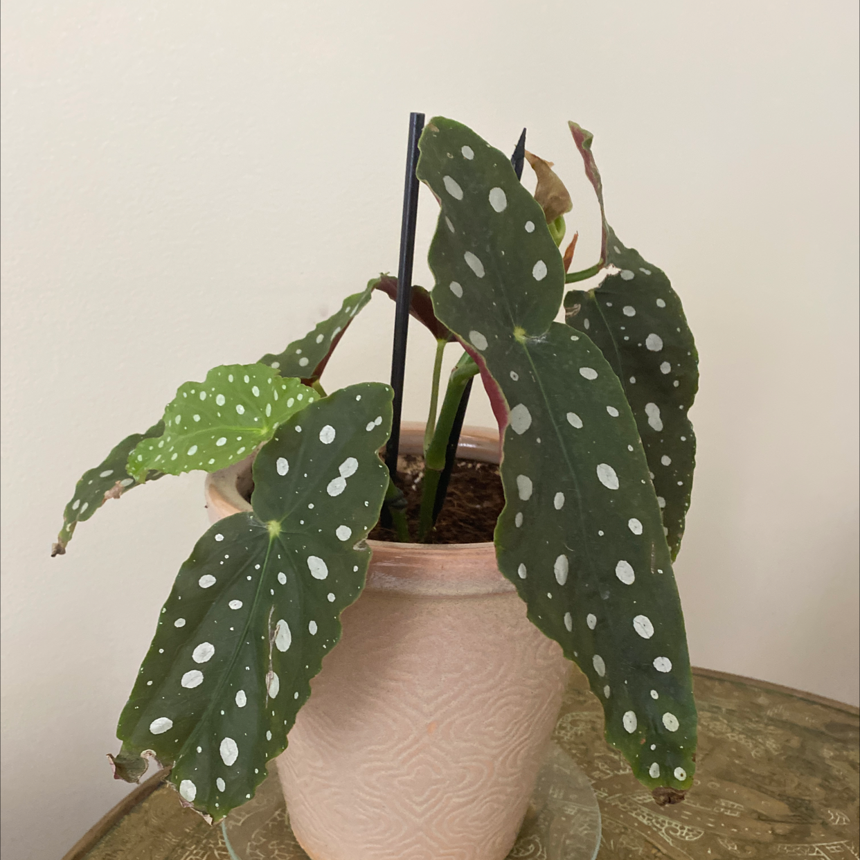 Polka Dot Begonia plant photo by Bettina named Poco￼ on Greg, the plant care app.