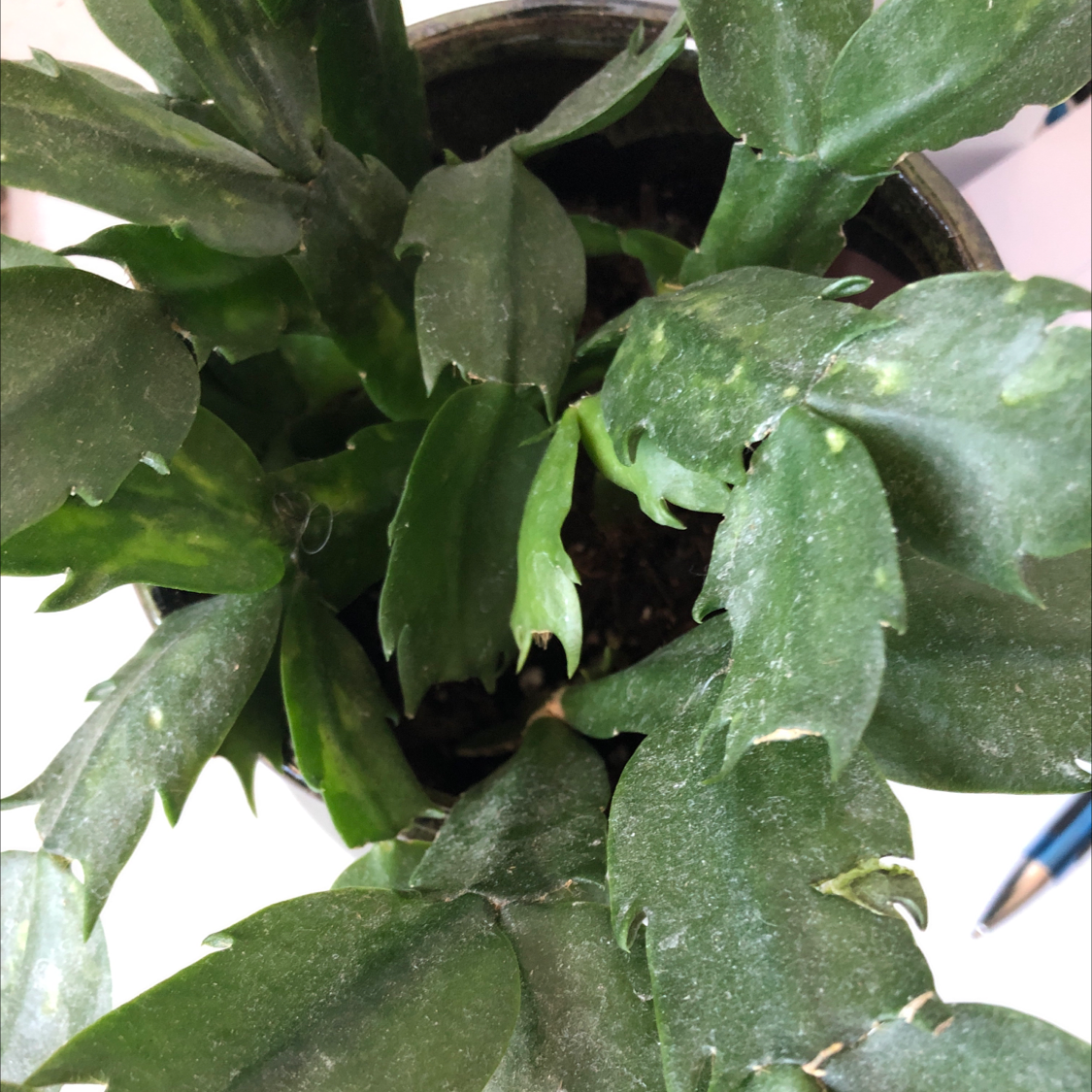 True Christmas Cactus plant photo by @paradoxy named Chris on Greg, the plant care app.