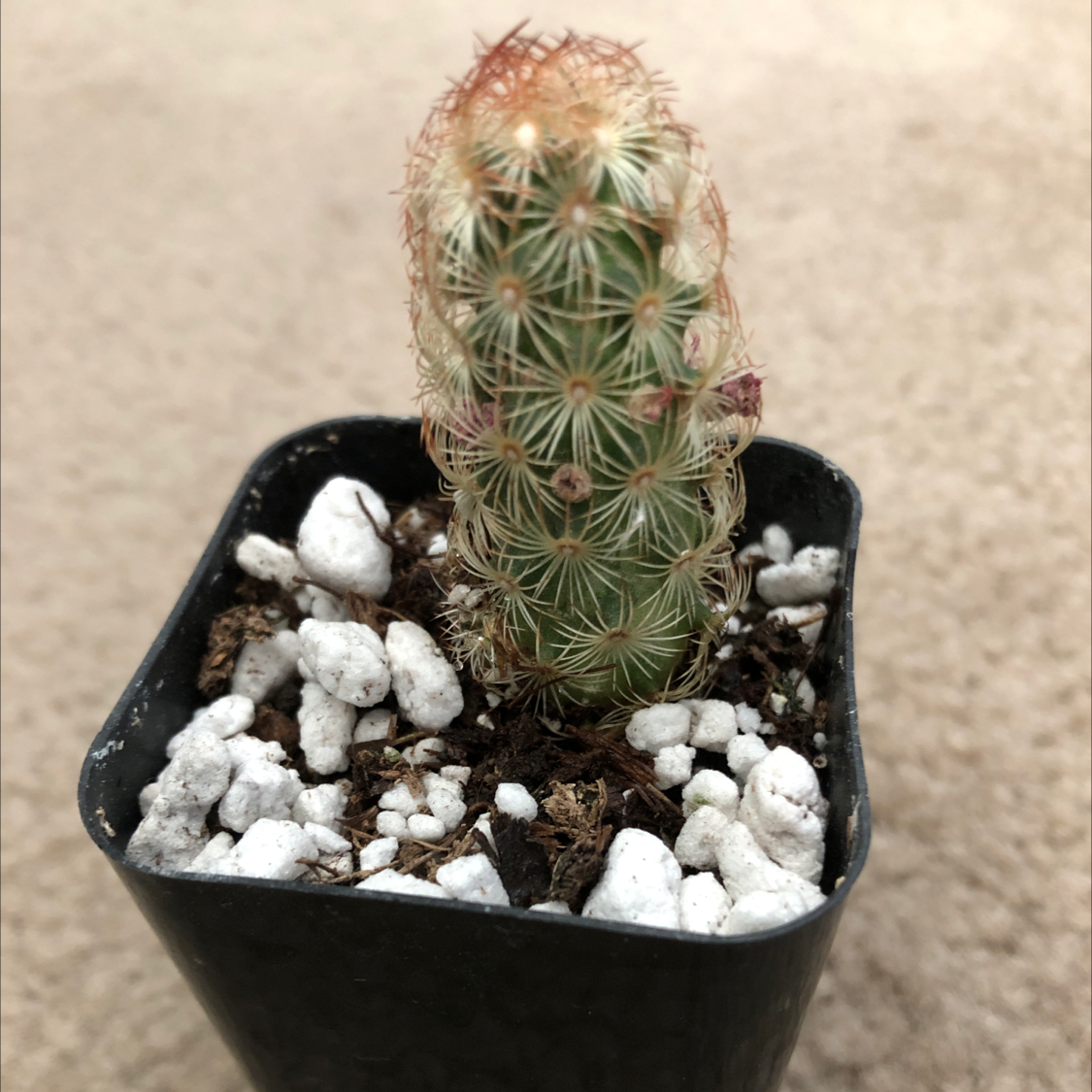 Photo of the plant species Lady Finger Cactus by @paradoxy named Darwin on Greg, the plant care app
